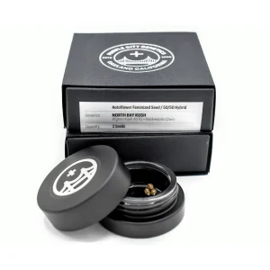 North Bay Kush Graines Autofloraison (pack de 3)- PURPLE CITY GENETICS