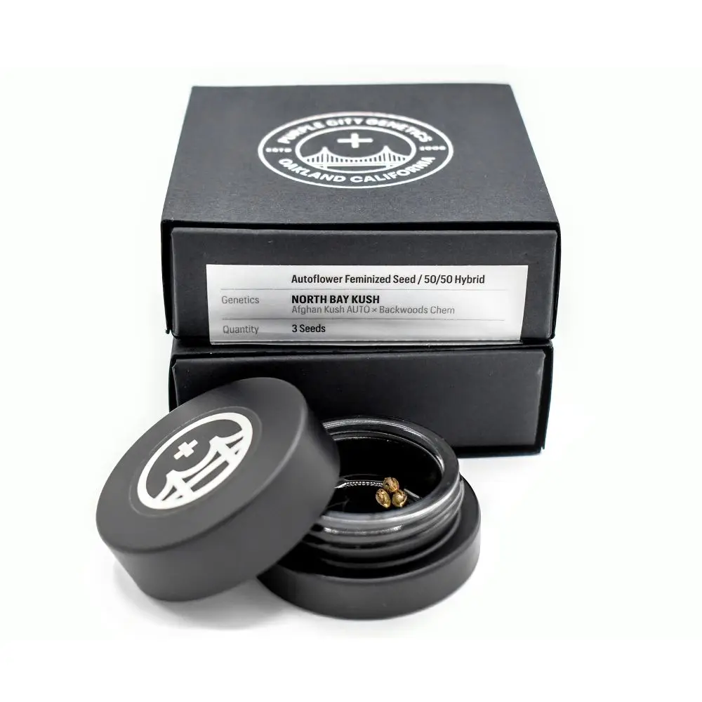 North Bay Kush Graines Autofloraison (pack de 3)- PURPLE CITY GENETICS