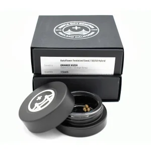 Orange Kush Graines Autofloraison (pack de 3)- PURPLE CITY GENETICS