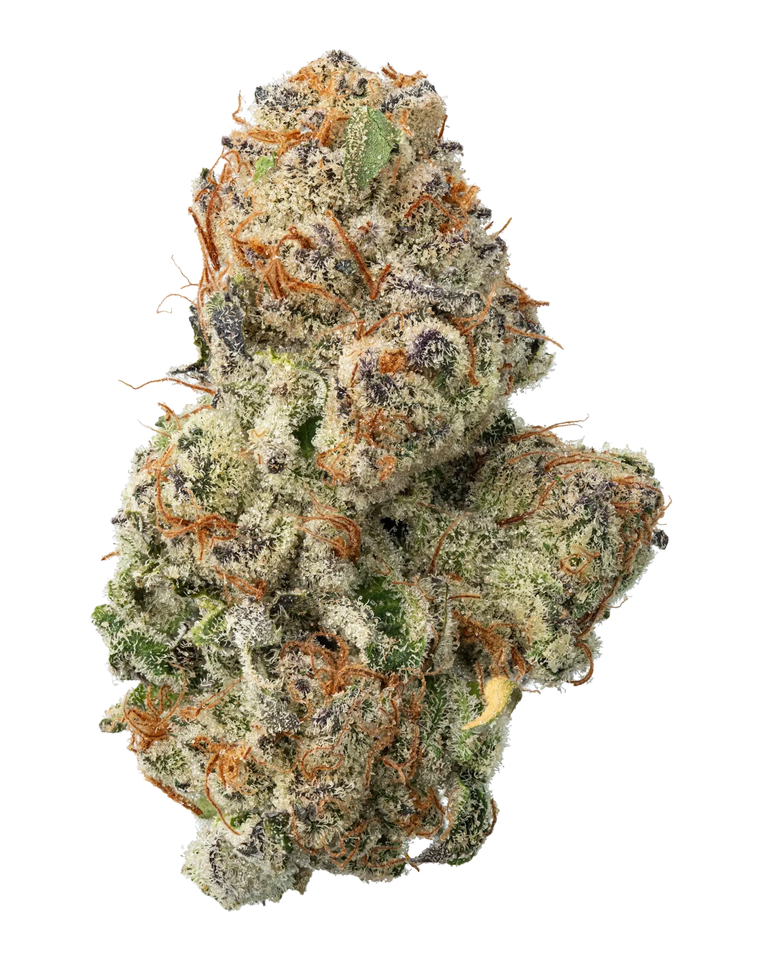 White Widow