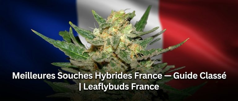 Meilleures Souches Hybrides France — Guide Classé | Leaflybuds France