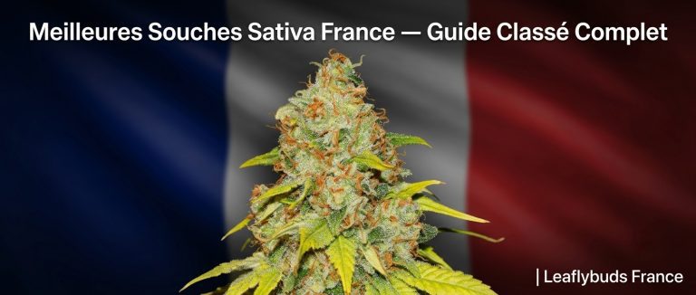 Meilleures Souches Sativa France — Guide Classé Complet | Leaflybuds France