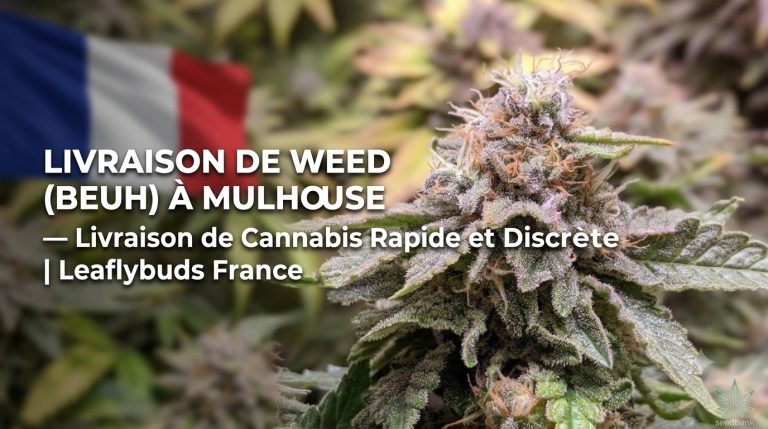 Livraison de Weed (Beuh) à Mulhouse — Livraison de Cannabis Rapide et Discrète | Leaflybuds France