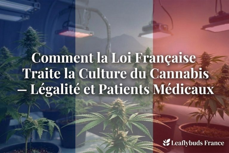 Comment la Loi Française Traite la Culture du Cannabis — Légalité et Patients Médicaux